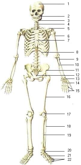 Webb's Blog: Studying human and vulture structure